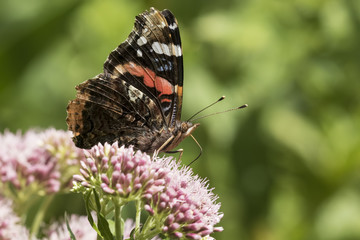 Red Admiral butterfly, Vanessa atalanta, pollinating