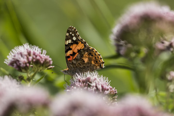 Painted Lady butterfly
