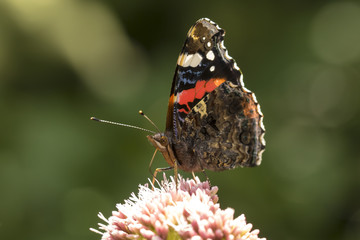 Red Admiral butterfly, Vanessa atalanta, pollinating