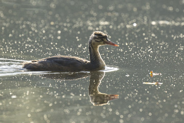 Great crested grebe Podiceps cristatus