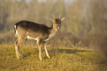 Fallow deer fawn (Dama Dama) in Winter