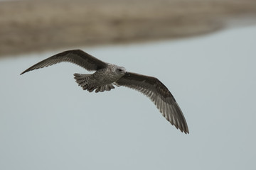 Iceland gull Larus glaucoides