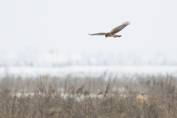 Hen harrier Circus cyaneus hunting