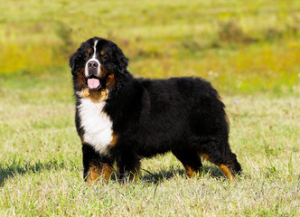 Bouvier Bernese mountain dog portrait