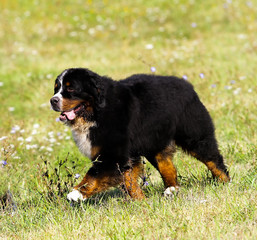 Bouvier Bernese mountain dog portrait