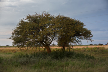 Calden tree, Pampas Landscape