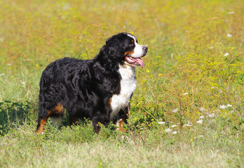 Bouvier Bernese mountain dog portrait