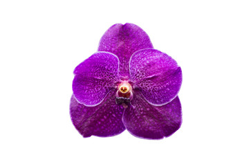 purple orchid on white background.