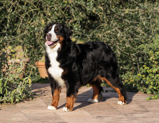 Bouvier Bernese mountain dog portrait