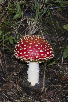 Fresh Fly Agaric mushroom, Amanita muscaria, a red mushroom with white specks, growing out of the soil