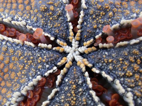 sea star