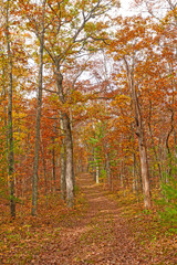 Fall Color on a Forest Path