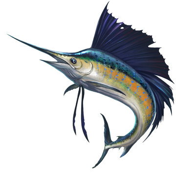 Tattoo Marlin PNG Transparent Images Free Download | Vector Files | Pngtree