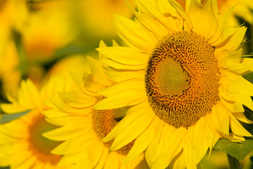 summer sunflower field scene