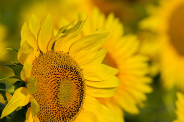 Naklejka premium summer sunflower field scene