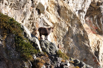 Stambecco