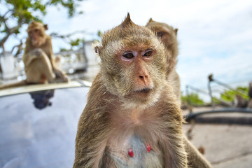 Monkey on the car is eating Thailand