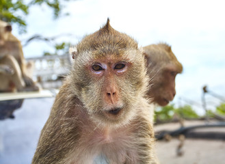 Obraz premium Monkey on the car is eating Thailand