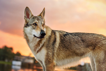 wolf at sunset