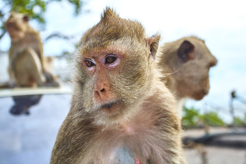 Monkey on the car is eating Thailand