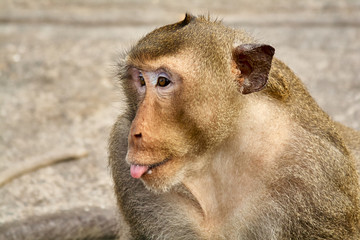 Monkey on the rocks funny close-up Thailand