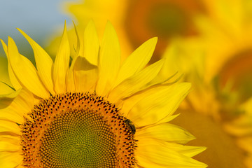 summer sunflower field scene