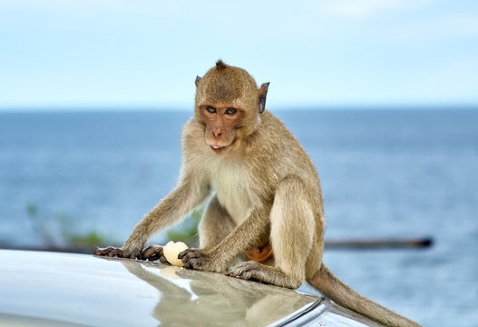 Monkey on the car is eating Thailand