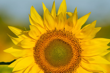 Fototapeta premium summer sunflower field scene
