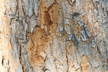 Wooden tree texture and background