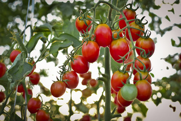Obraz premium branch of fresh cherry tomatoes hanging on trees in organic farm, Solanum, lycopersicum