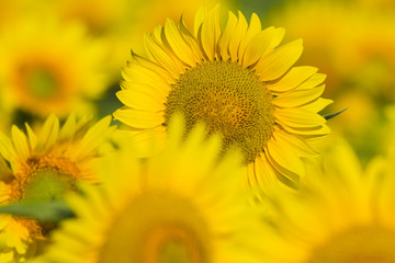 summer sunflower field scene