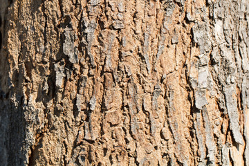 Wooden tree texture and background