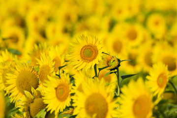 summer sunflower field scene