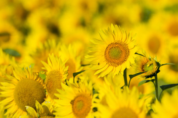 summer sunflower field scene