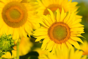 summer sunflower field scene