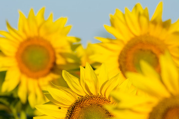 Obraz premium summer sunflower field scene