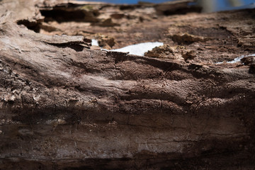 Close up of wood