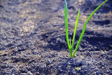 sunshine with onion in the morning