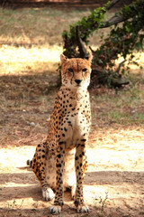 Guépard