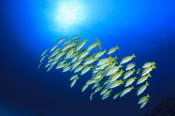 Fototapeta na wymiar Fish in sea. Snapper fish school in ocean