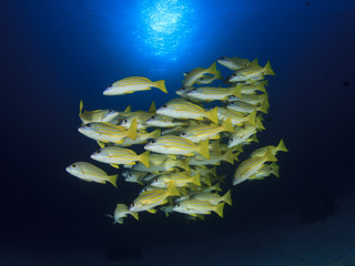 Fototapeta na wymiar Fish in sea. Snapper fish school in ocean
