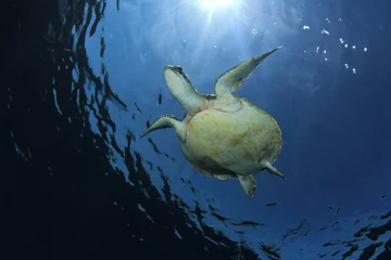 Tableaux ronds sur plexiglas Tortue Green Sea Turtle diving in ocean