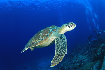 Obraz na płótnie Canvas Green Sea Turtle diving in ocean