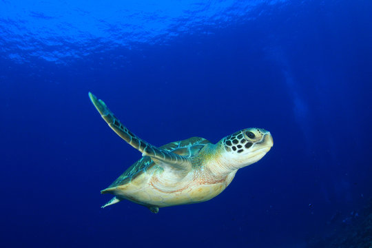 Green Sea Turtle diving in ocean