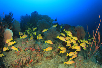 Fototapeta na wymiar Underwater coral reef and fish in ocean