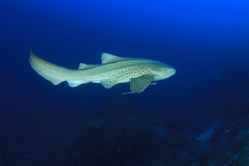 Naklejka premium Leopard Shark (Zebra shark)