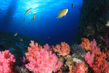 Obraz na płótnie Canvas Underwater coral reef and fish in ocean