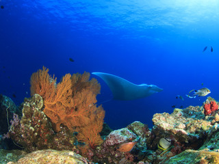 Fototapeta na wymiar Manta Ray comes to cleaning station. Manta ray swims over coral reef with fish