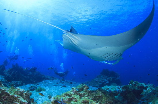 Scuba divers and manta ray