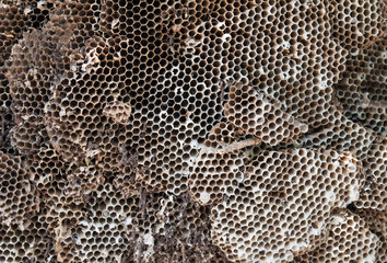 close up of an empty wasp nest.